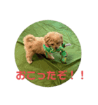 マルプーの杏子ちゃんスタンプ（個別スタンプ：5）