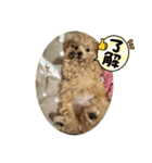 マルプーの杏子ちゃんスタンプ（個別スタンプ：7）