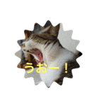 どんぐりゃーらいふ8（個別スタンプ：1）