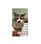 どんぐりゃーらいふ8（個別スタンプ：6）