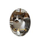どんぐりゃーらいふ8（個別スタンプ：7）