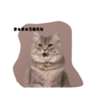 Hi,I am Shampoo！（個別スタンプ：1）