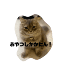 Hi,I am Shampoo！（個別スタンプ：4）