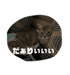 Hi,I am Shampoo！（個別スタンプ：6）