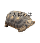 カメハコガメ（個別スタンプ：6）