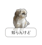 忠犬ララ公（個別スタンプ：1）