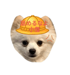 豆可愛い❤（個別スタンプ：1）