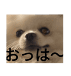 豆可愛い❤（個別スタンプ：5）