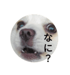 豆可愛い❤（個別スタンプ：11）
