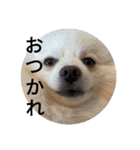 豆可愛い❤（個別スタンプ：15）