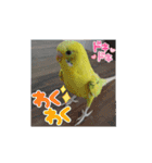 インコの校庭（個別スタンプ：5）