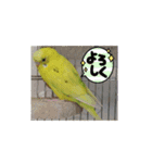 インコの校庭（個別スタンプ：7）