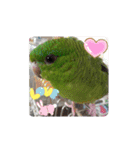 インコの校庭（個別スタンプ：9）