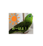 インコの校庭（個別スタンプ：10）