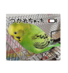 インコの校庭（個別スタンプ：12）