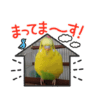 インコの校庭（個別スタンプ：13）