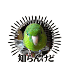 インコの校庭（個別スタンプ：15）