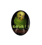 インコの校庭（個別スタンプ：16）