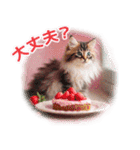 気持ちを伝える♡猫とsweets♡バレンタイン（個別スタンプ：13）