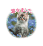 気持ちを伝える♡猫とsweets♡バレンタイン（個別スタンプ：27）