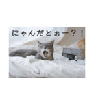 テヌレオポンVol.4家族の日常スタンプ（個別スタンプ：15）