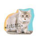 Hi,I am Shampoo！①（個別スタンプ：1）
