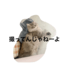 Hi,I am Shampoo！①（個別スタンプ：3）
