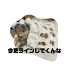 Hi,I am Shampoo！①（個別スタンプ：7）