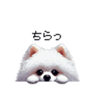 ドット絵 ポメラニアン 白 日常会話 40種（個別スタンプ：31）