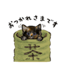 うちの子サビ猫！(にほんねこ)（個別スタンプ：16）