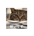 動く 働く猫 社会人 社畜（個別スタンプ：8）