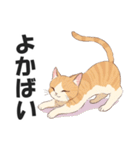 博多弁の猫ばい！【方言・訛り・九州】（個別スタンプ：6）