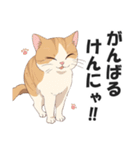 博多弁の猫ばい！【方言・訛り・九州】（個別スタンプ：13）