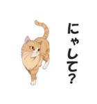 博多弁の猫ばい！【方言・訛り・九州】（個別スタンプ：25）
