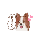 しらさぎ動物病院スタンプ犬（個別スタンプ：1）