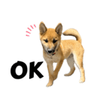 柴犬の碧丸（個別スタンプ：1）
