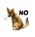 柴犬の碧丸（個別スタンプ：2）