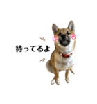 柴犬の碧丸（個別スタンプ：3）
