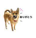 柴犬の碧丸（個別スタンプ：4）