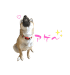 柴犬の碧丸（個別スタンプ：5）