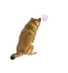 柴犬の碧丸（個別スタンプ：6）
