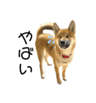 柴犬の碧丸（個別スタンプ：7）