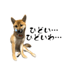 柴犬の碧丸（個別スタンプ：8）