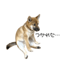 柴犬の碧丸（個別スタンプ：9）