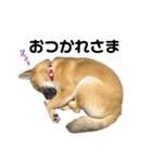 柴犬の碧丸（個別スタンプ：10）
