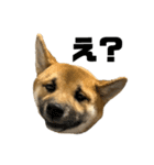 柴犬の碧丸（個別スタンプ：11）