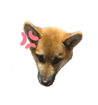 柴犬の碧丸（個別スタンプ：12）