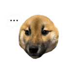 柴犬の碧丸（個別スタンプ：13）