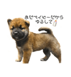 柴犬の碧丸（個別スタンプ：14）