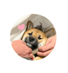 柴犬の碧丸（個別スタンプ：15）